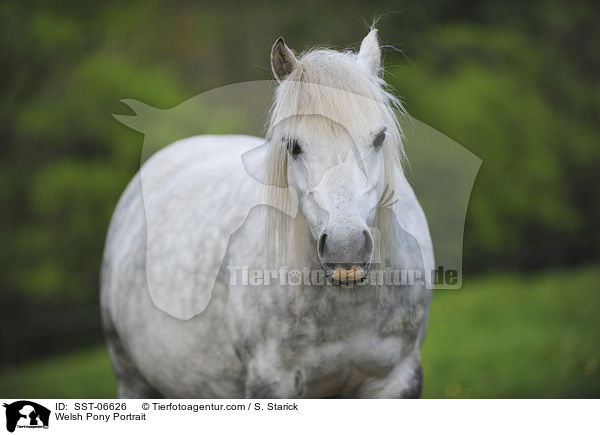 Welsh Pony Portrait / Welsh Pony Portrait / SST-06626