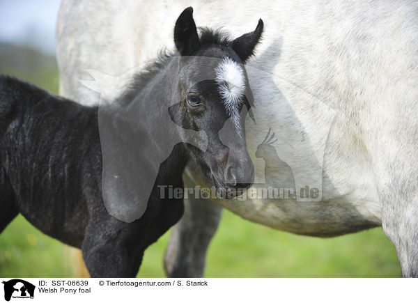 Welsh Pony foal / SST-06639
