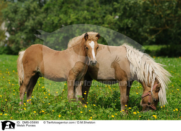 Welsh Ponies / Welsh Ponies / DMS-05890