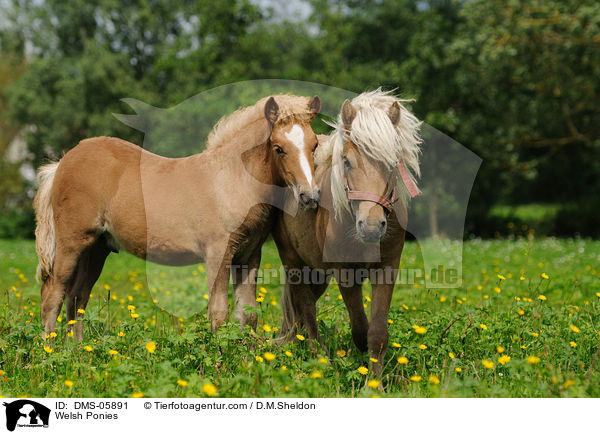 Welsh Ponies / Welsh Ponies / DMS-05891