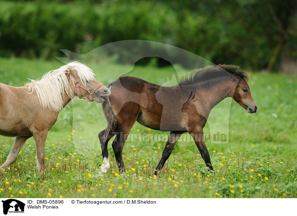 Welsh Ponies / Welsh Ponies / DMS-05896