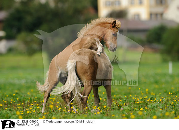 Welsh Pony Fohlen / Welsh Pony foal / DMS-05900