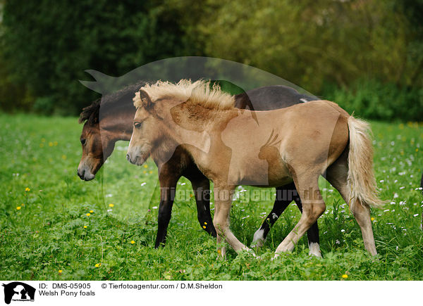 Welsh Pony Fohlen / Welsh Pony foals / DMS-05905