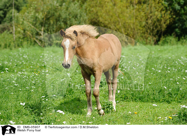 Welsh Pony Fohlen / Welsh Pony foal / DMS-05907