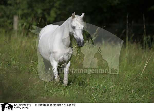 eating pony / NN-06840