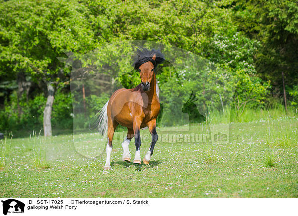 galloping Welsh Pony / SST-17025