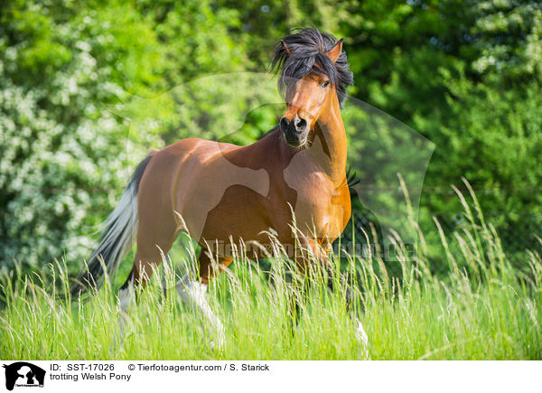 trotting Welsh Pony / SST-17026