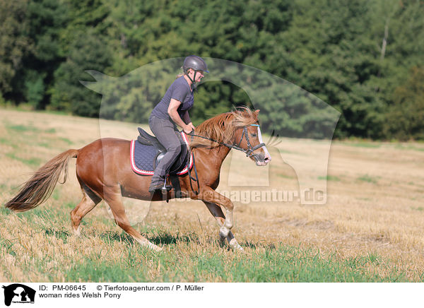 Frau reitet Welsh Pony / woman rides Welsh Pony / PM-06645