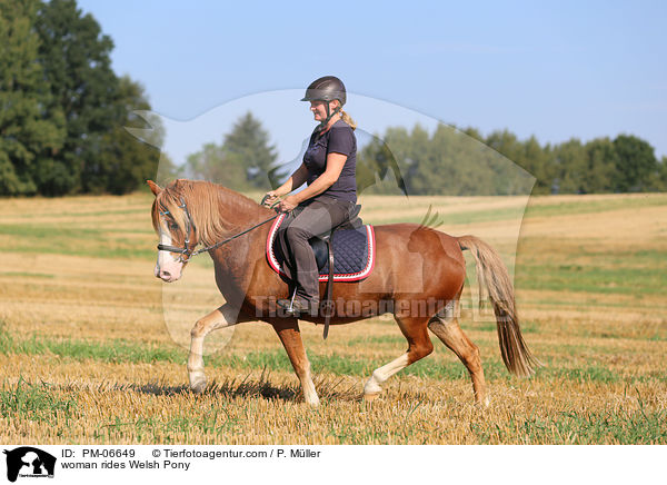 Frau reitet Welsh Pony / woman rides Welsh Pony / PM-06649