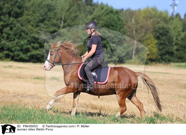 Frau reitet Welsh Pony / woman rides Welsh Pony / PM-06653