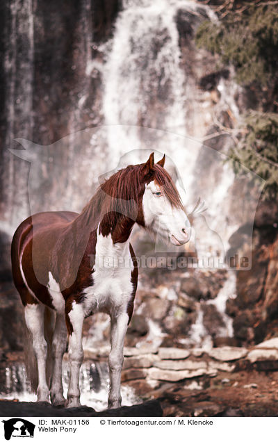 Welsh Pony / Welsh Pony / MAK-01156