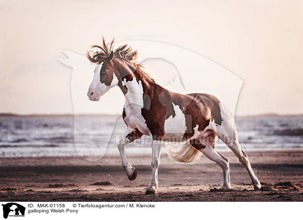 galoppierendes Welsh Pony / galloping Welsh Pony / MAK-01158