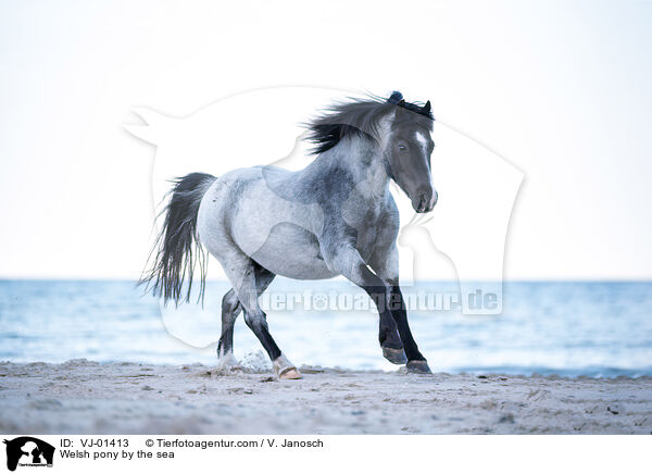 Welsh Pony am Meer / Welsh pony by the sea / VJ-01413