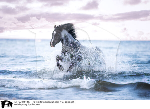 Welsh pony by the sea / VJ-01415