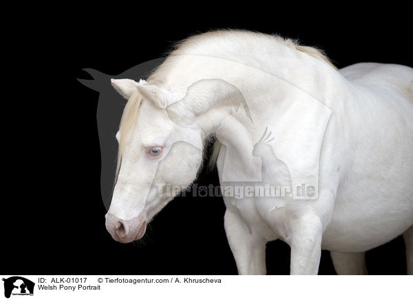 Welsh Pony Portrait / Welsh Pony Portrait / ALK-01017