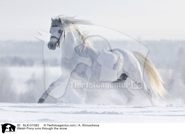 Welsh Pony runs through the snow / ALK-01082