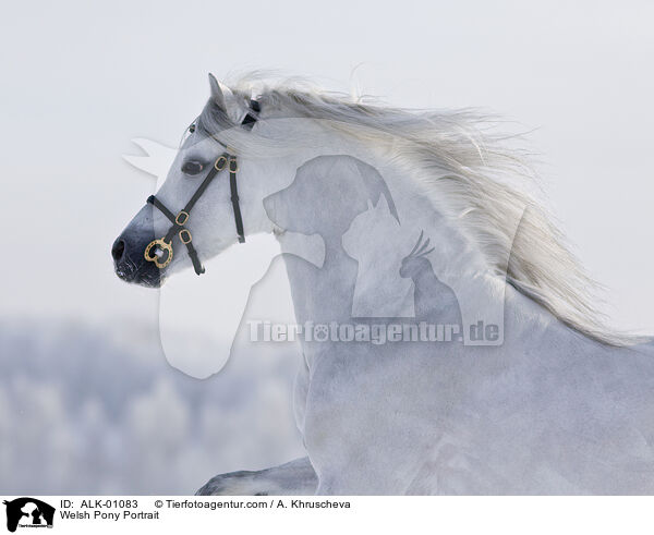 Welsh Pony Portrait / ALK-01083