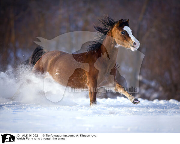 Welsh Pony runs through the snow / ALK-01092