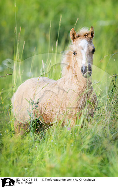 Welsh Pony / ALK-01163