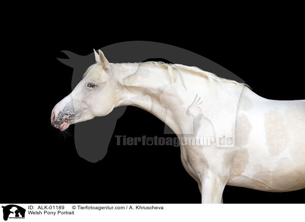Welsh Pony Portrait / ALK-01189