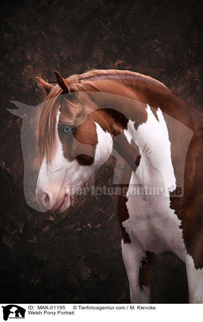 Welsh Pony Portrait / Welsh Pony Portrait / MAK-01195