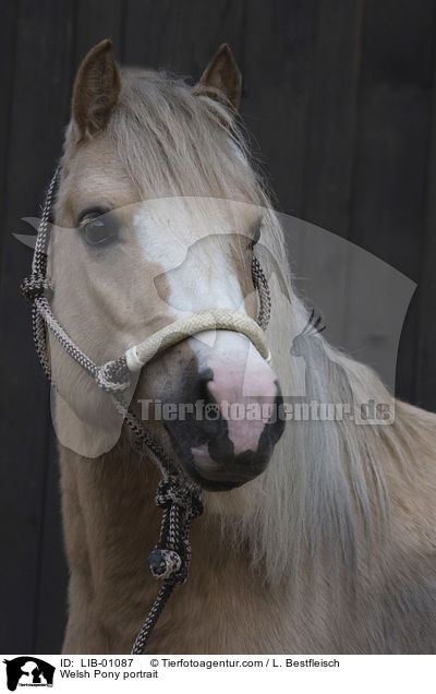 Welsh Pony Portrait / Welsh Pony portrait / LIB-01087