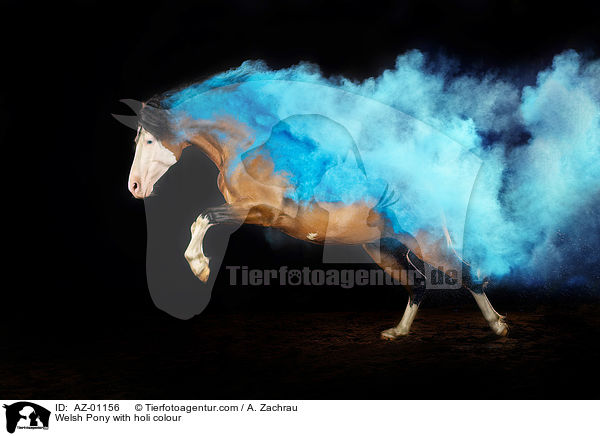 Welsh Pony with holi colour / AZ-01156