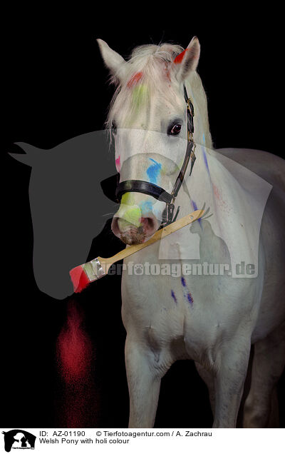 Welsh Pony with holi colour / AZ-01190