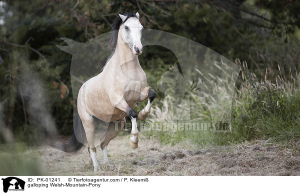 galoppierendes Welsh-Mountain-Pony / galloping Welsh-Mountain-Pony / PK-01241