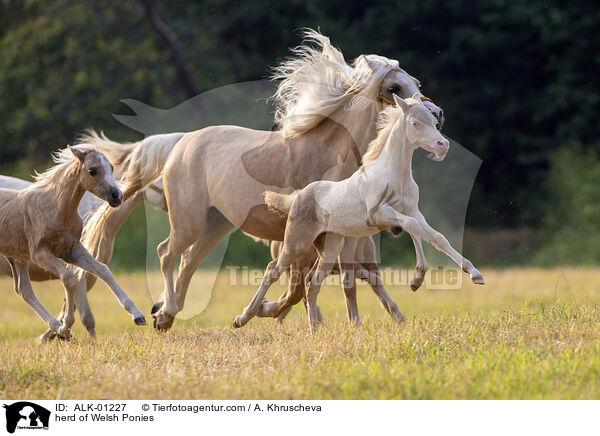 Herde Welsh Ponies / herd of Welsh Ponies / ALK-01227