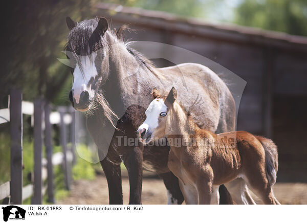 Welsh-A / Welsh-A / BK-01883