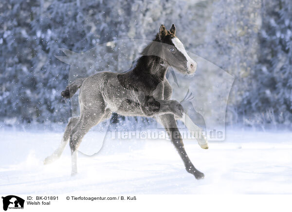 Welsh Fohlen / Welsh foal / BK-01891