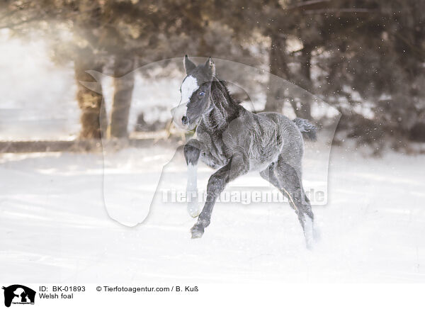 Welsh Fohlen / Welsh foal / BK-01893