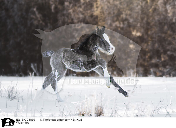 Welsh Fohlen / Welsh foal / BK-01895