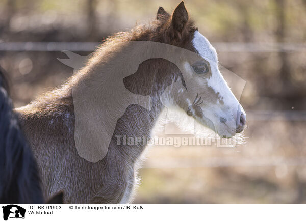 Welsh Fohlen / Welsh foal / BK-01903