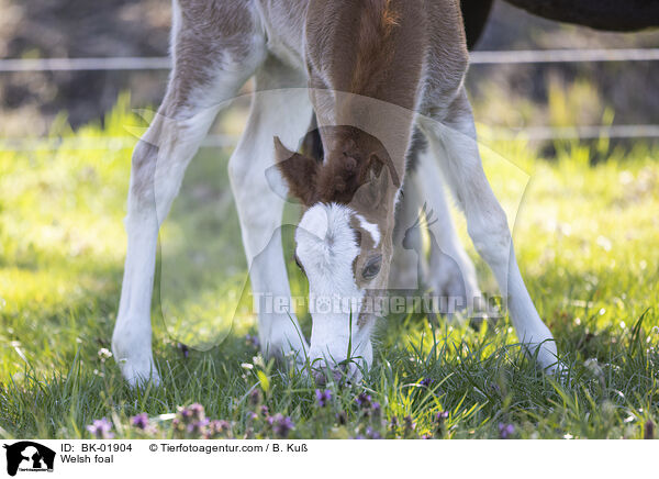 Welsh Fohlen / Welsh foal / BK-01904