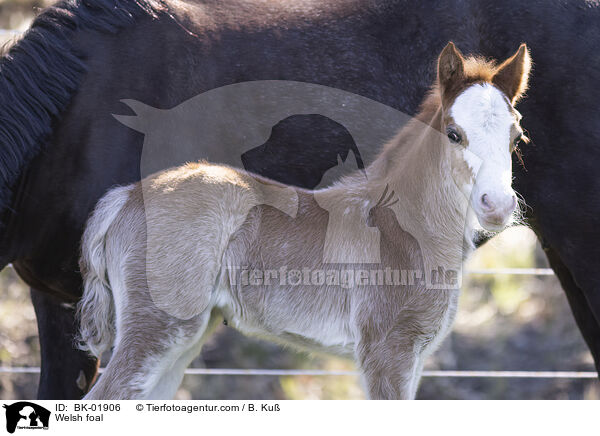 Welsh Fohlen / Welsh foal / BK-01906