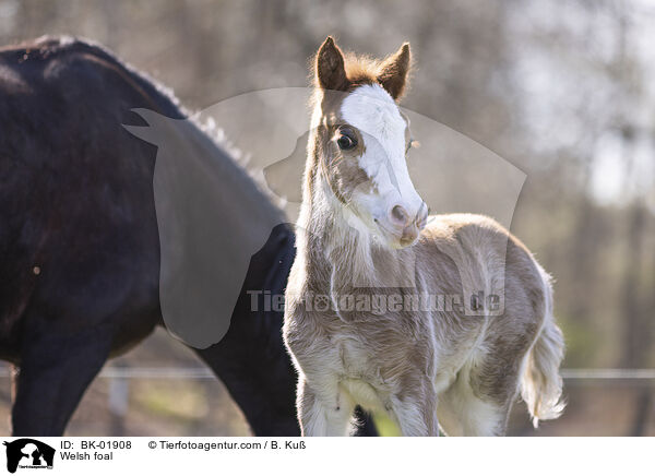 Welsh Fohlen / Welsh foal / BK-01908