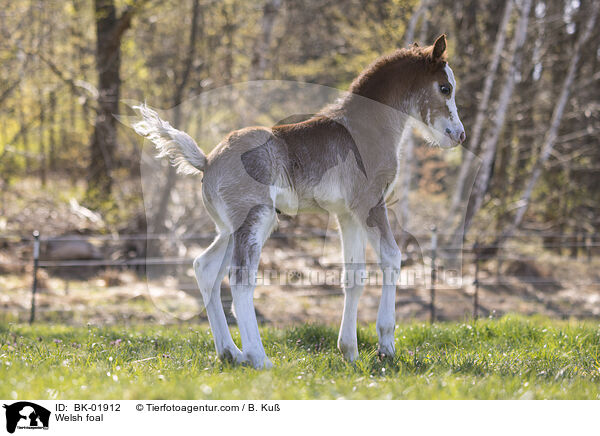 Welsh Fohlen / Welsh foal / BK-01912