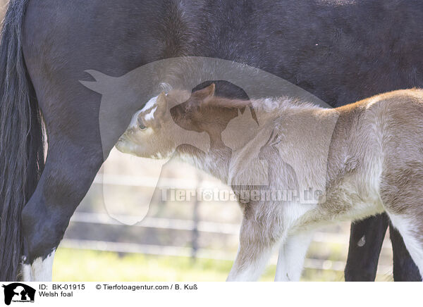 Welsh Fohlen / Welsh foal / BK-01915