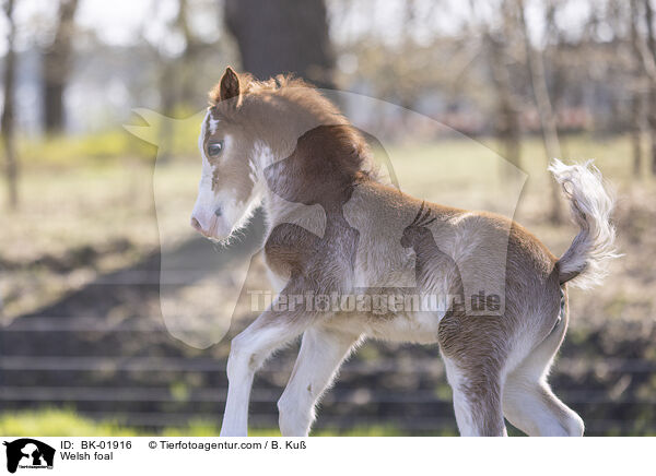 Welsh Fohlen / Welsh foal / BK-01916