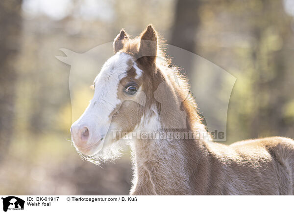 Welsh Fohlen / Welsh foal / BK-01917