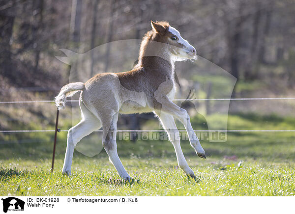 Welsh Pony / Welsh Pony / BK-01928