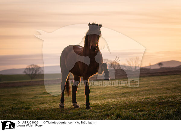 braunes Welsh Pony / brown Welsh Pony / ABR-01039