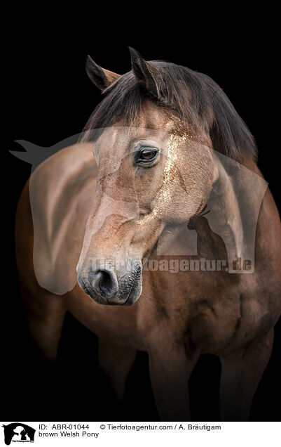 braunes Welsh Pony / brown Welsh Pony / ABR-01044