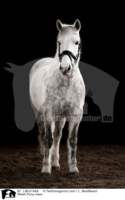 Welsh Pony Stute / Welsh Pony mare / LIB-01468