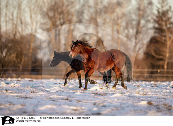 Welsh Pony mares / IFE-01280