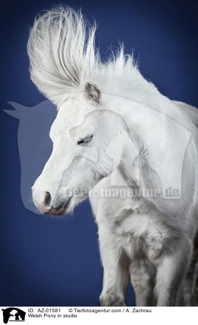 Welsh Pony in studio / AZ-01581