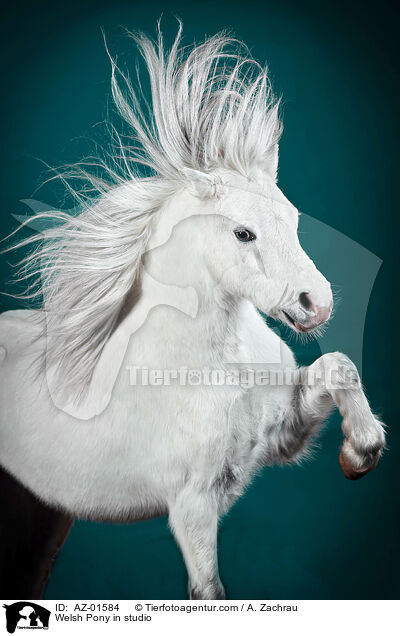 Welsh Pony in studio / AZ-01584