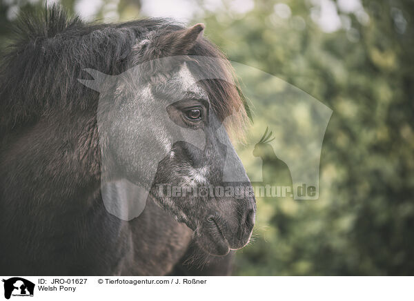 Welsh Pony / JRO-01627